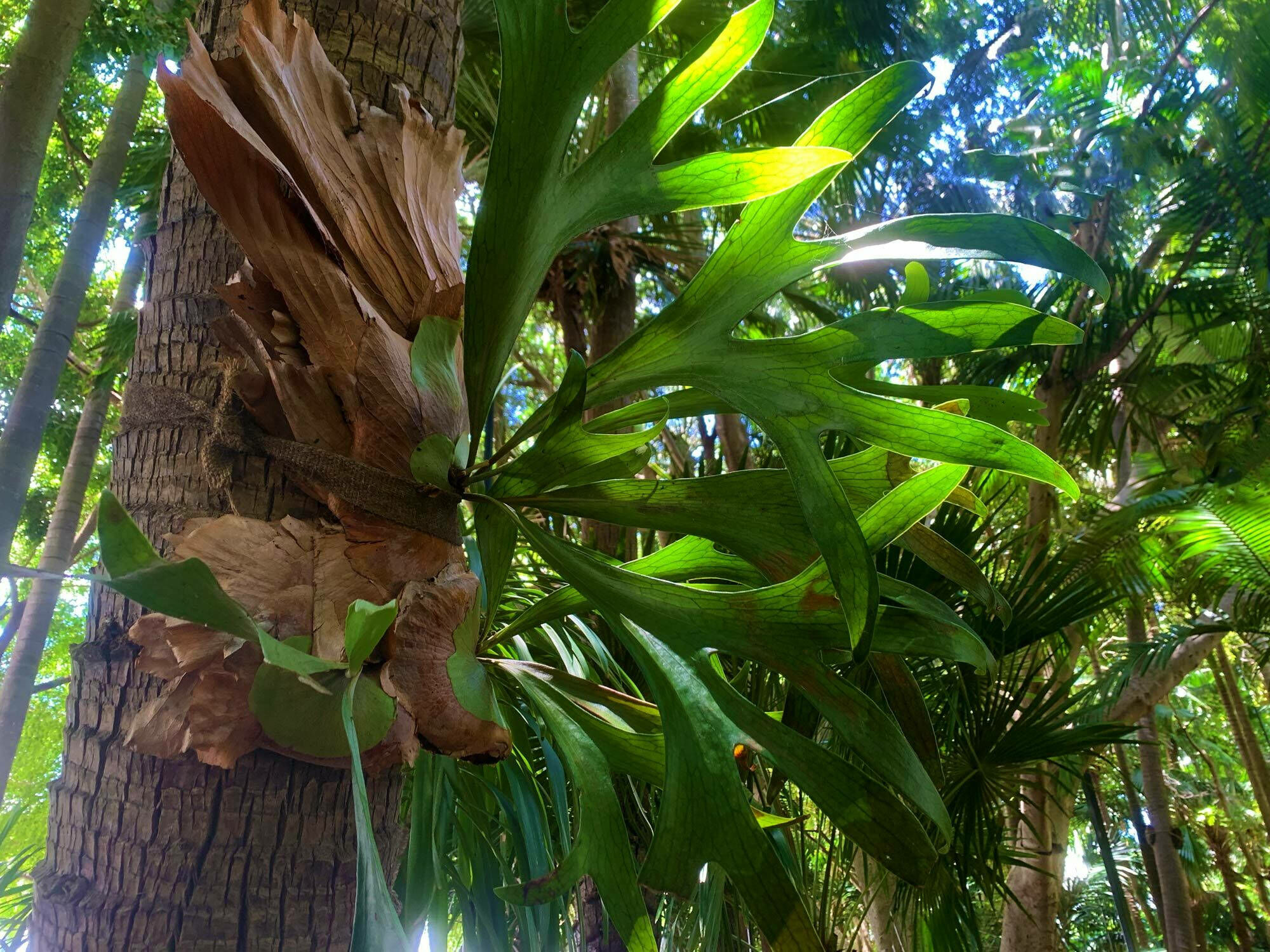 Im Regenwald wachsen Pflanzen wie beispielsweise Asplenium nidus, Bird's Nest Farn, Nestfarn, der an anderen Pflanzen wie Baumstämmen siedelt.