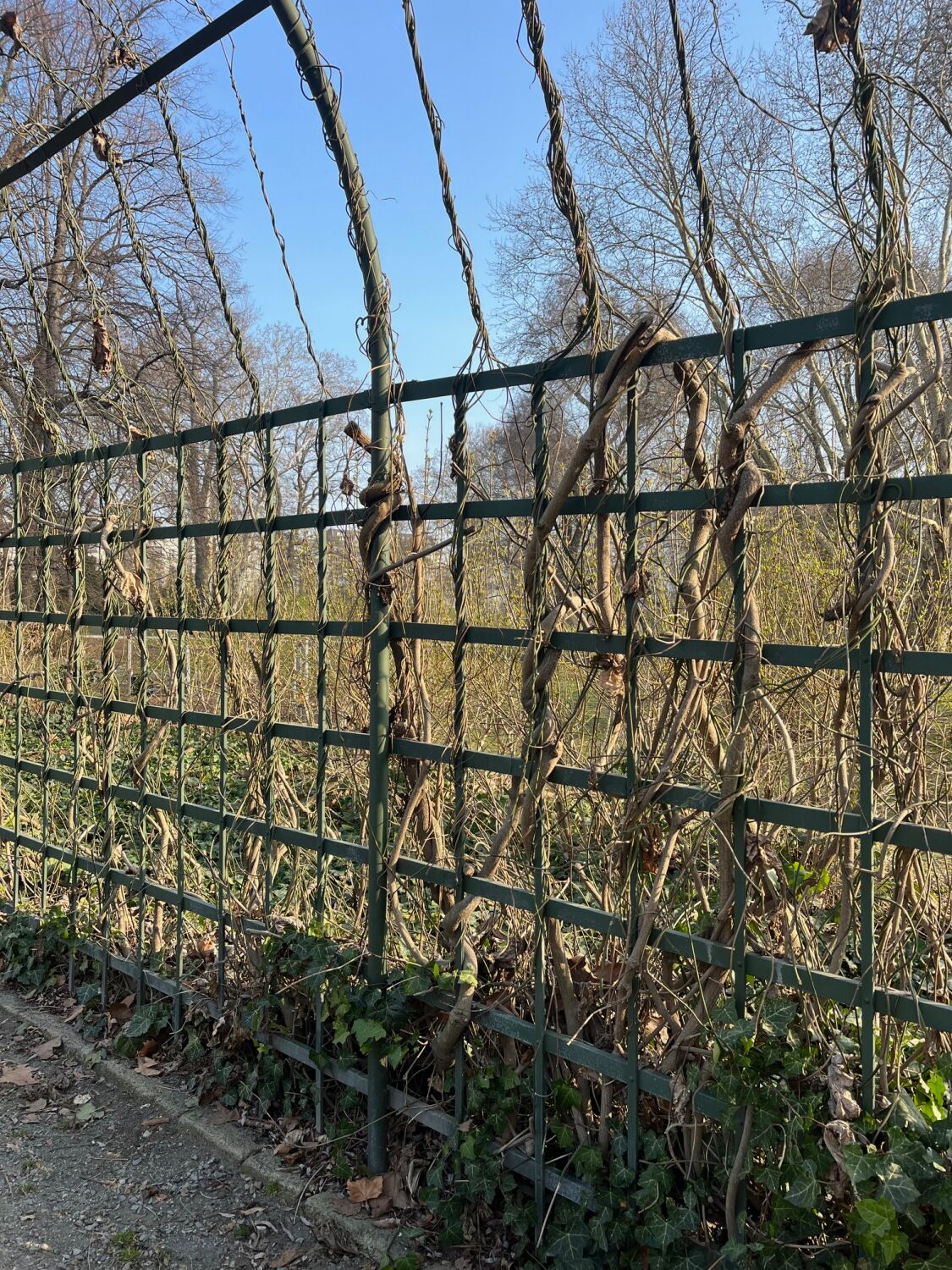 Häufig werden Pergolen mit zusätzlichen Rankhilfen ausgestattet: an dünnen, zwischen die Latten gespannten Drähten, können Kletterpflanzen wie Weinreben, Efeu oder Rosen entlang wachsen.