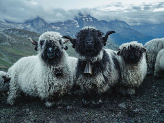 Claudia Caviezel und Swisswool haben zusammen die Teppichkollektion Moira entwickelt, die aus der Wolle der Walliser Schwarznasenschafe gefertigt wird.