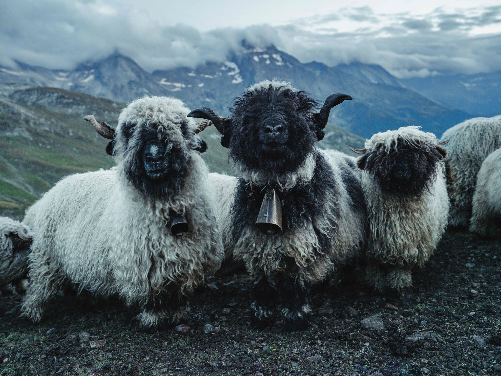 Claudia Caviezel und Swisswool haben zusammen die Teppichkollektion Moira entwickelt, die aus der Wolle der Walliser Schwarznasenschafe gefertigt wird.