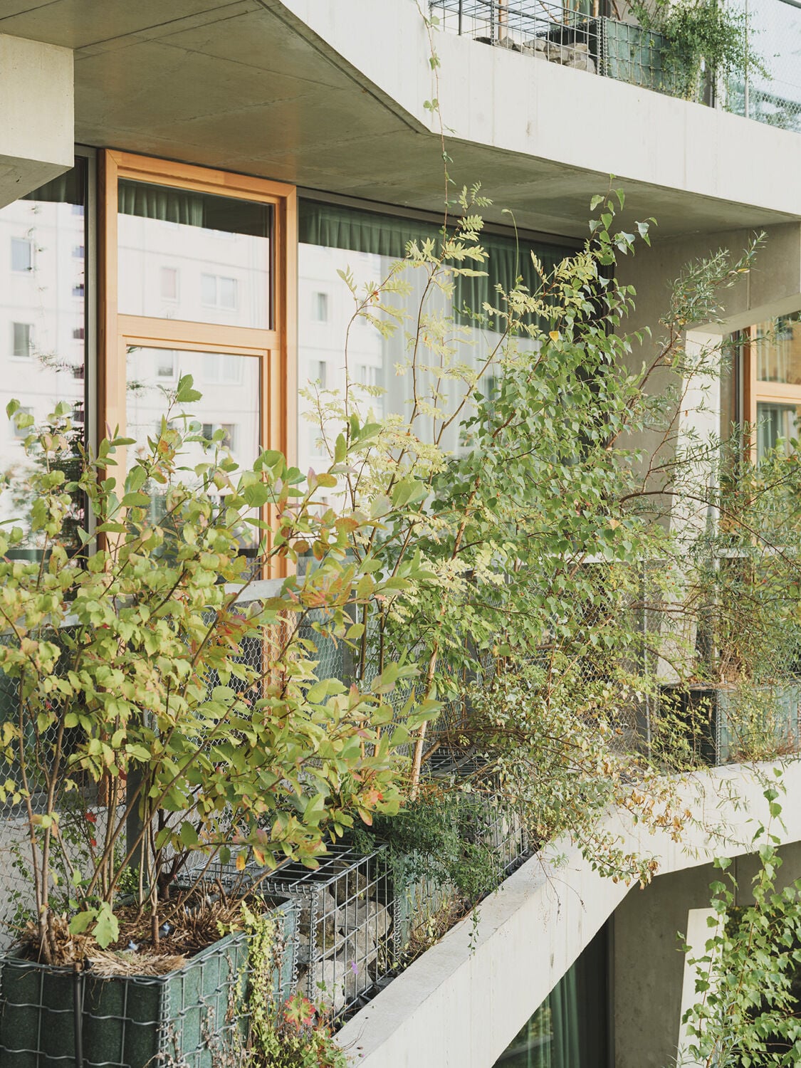  Die niedrigen Gabione auf den Loggien sollen die Fassade mit der Zeit komplett begrünen und somit als Feinstofffilter sowie kühlend und lärmreduzierend wirken.
