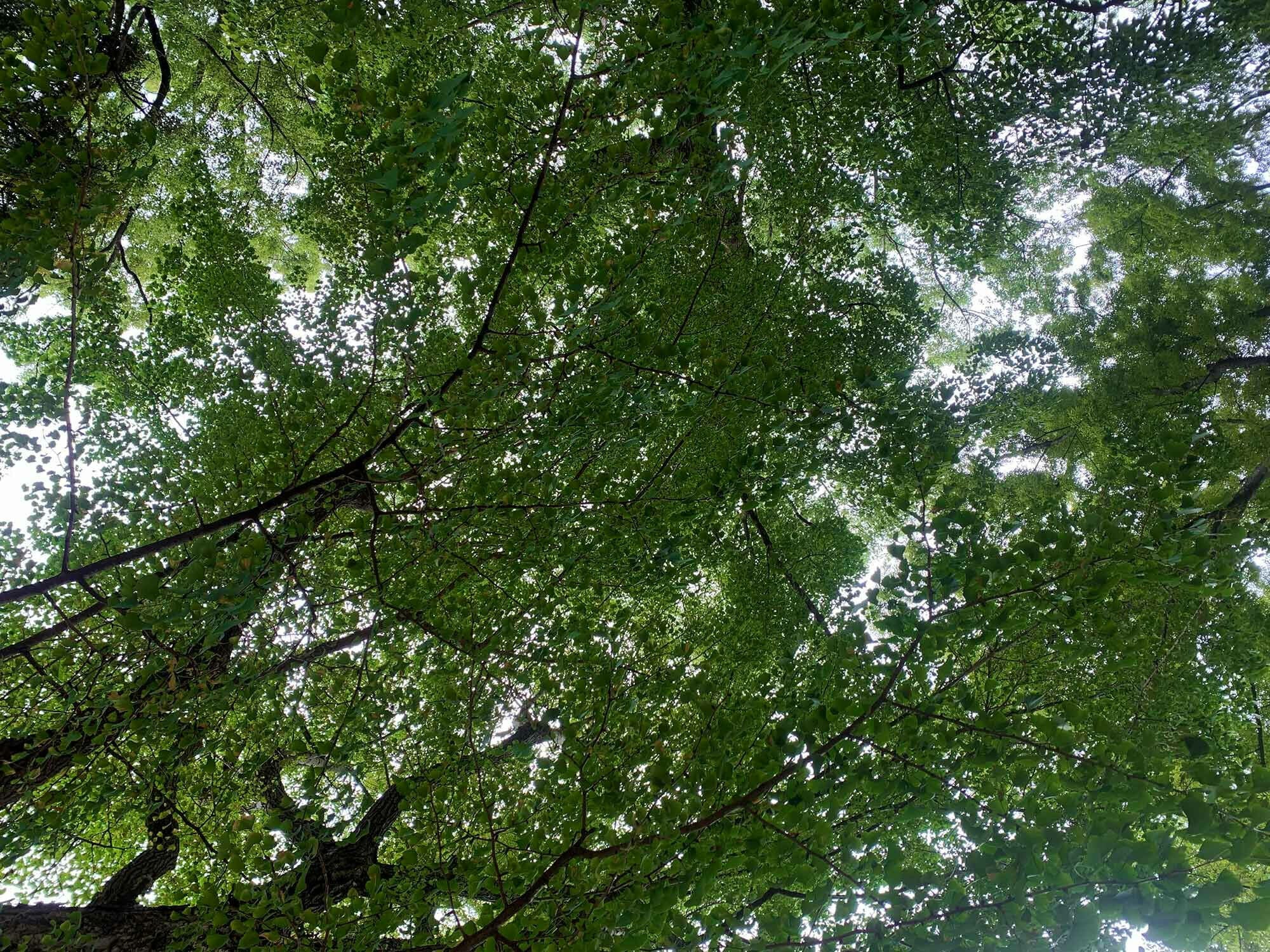 Der Ginkgo-Baum stammt aus China und Ostasien.