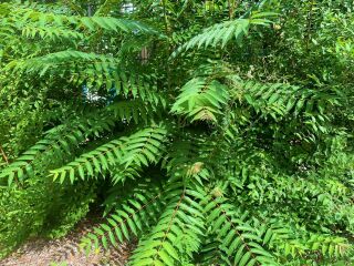 Der Götterbaum, botanisch Ailanthus altissima, auch Drüsischer Götterbaum, Chinesischer Götterbaum, Trümmerbaum und umgangssprachlich abwertend Ghettopalme genannt, stammt aus China. 