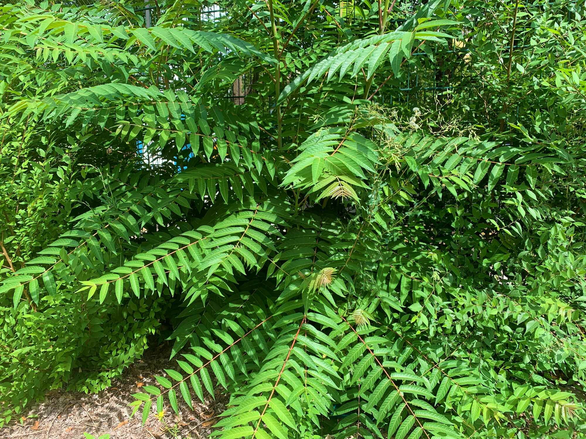 Der Götterbaum, botanisch Ailanthus altissima, auch Drüsischer Götterbaum, Chinesischer Götterbaum, Trümmerbaum und umgangssprachlich abwertend Ghettopalme genannt, stammt aus China. 
