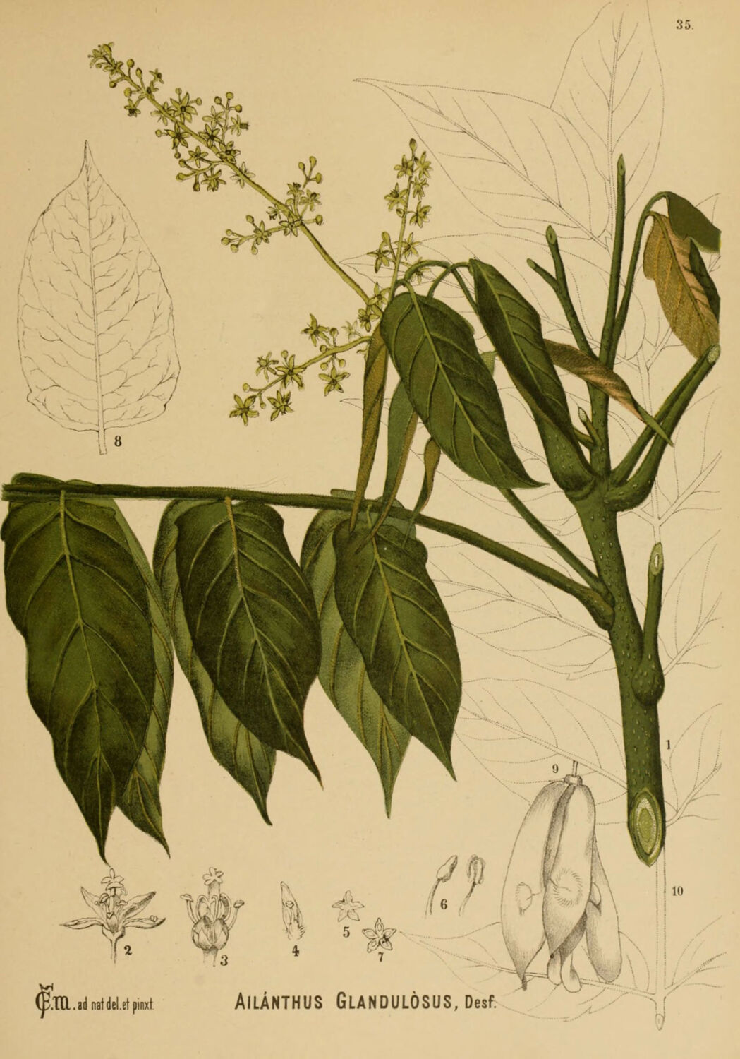 Der Baum wurde rasch als Chinoiserie geschätzt und daher an andere botanische Gärten weitergegeben. 