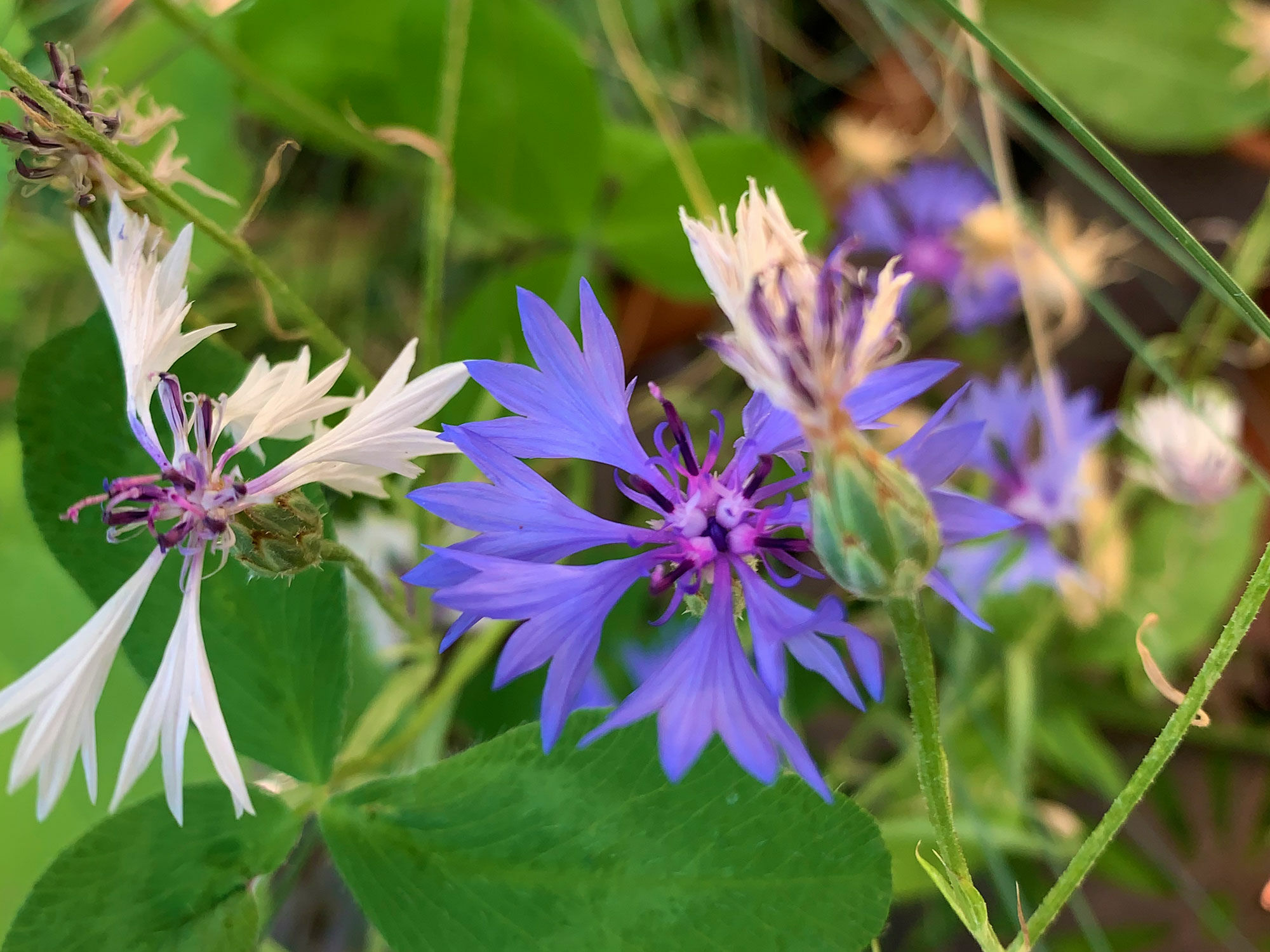 Neophyten werden nach dem Grad der Heimischwerdung in die drei Gruppen unbeständig, eingebürgert und invasiv unterteilt. Im Bild: Eingebürgerter Neophyt Kornblume