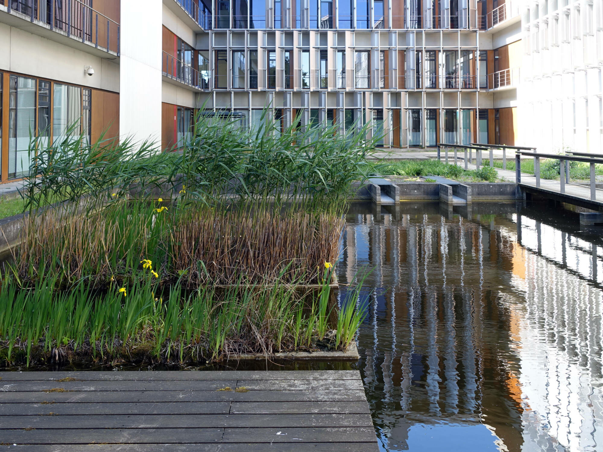 Regenrückhaltebecken am Zentrum für Biotechnologie und Umwelt (ZBU) in Berlin-Adlershof