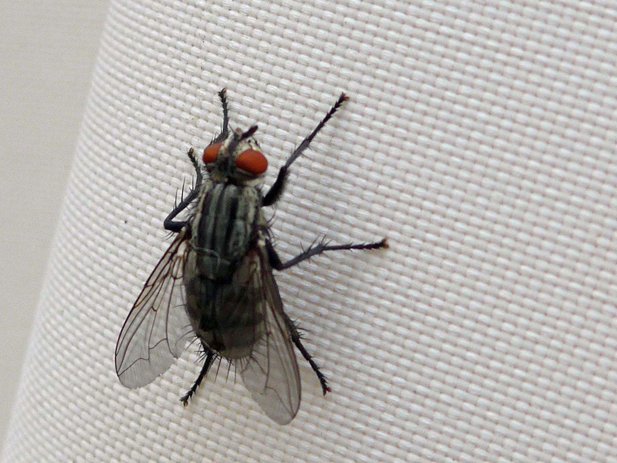 Insektenschutz