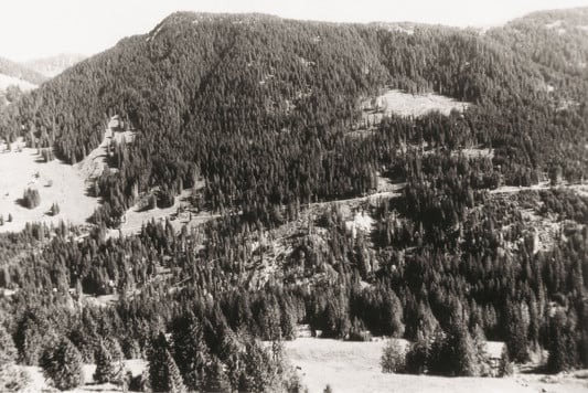 Aufgeforsteter Wald um 2000