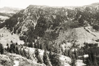 Übernutzter Wald 1925