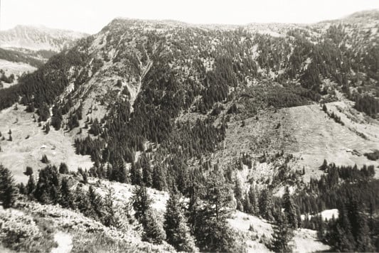 Übernutzter Wald 1925