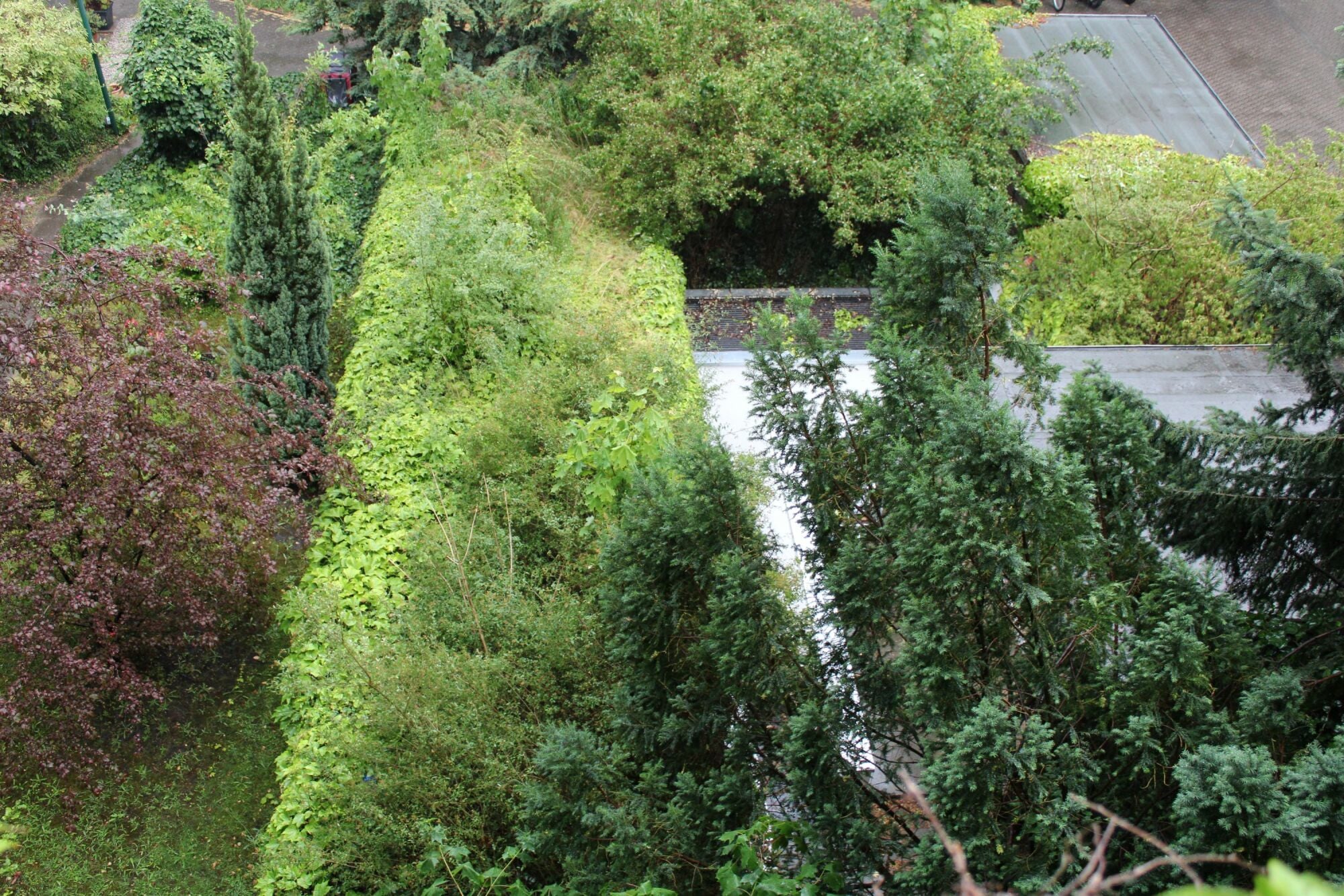 Gründächer nehmen Regenwasser auf und geben es durch Verdunstung zeitverzögert wieder ab.