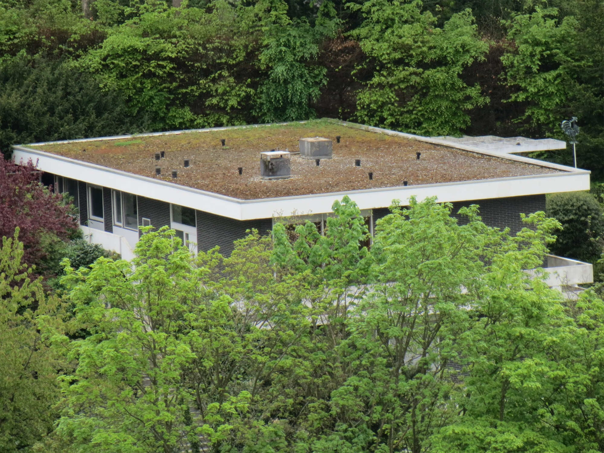 Lückenhafter Bewuchs auf einem Gründach kann infolge von zuviel angestautem Wasser auftreten.