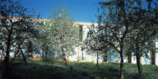 Apfelblüte