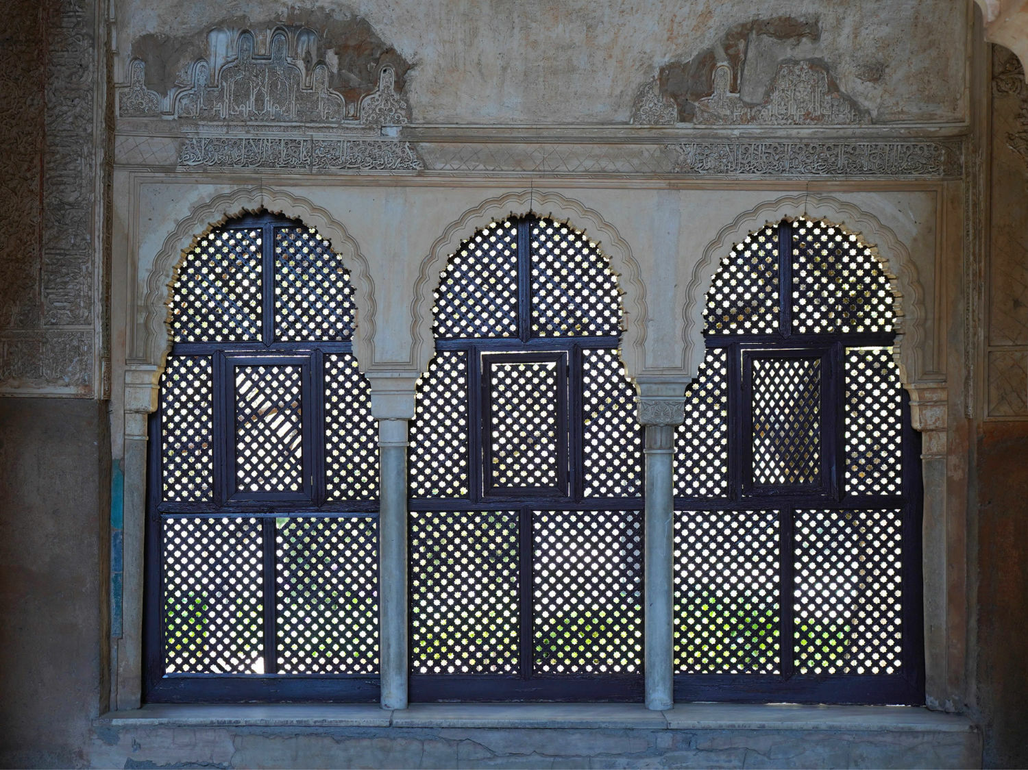 Celosias in Granada