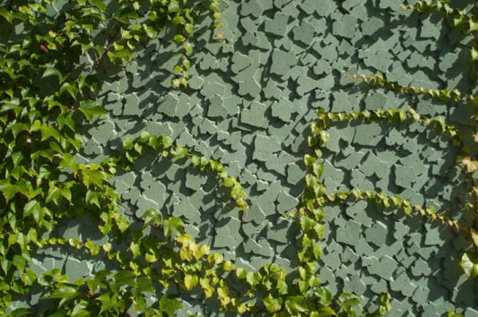 Wilder Wein auf dem Efeurelief der Betonfassade