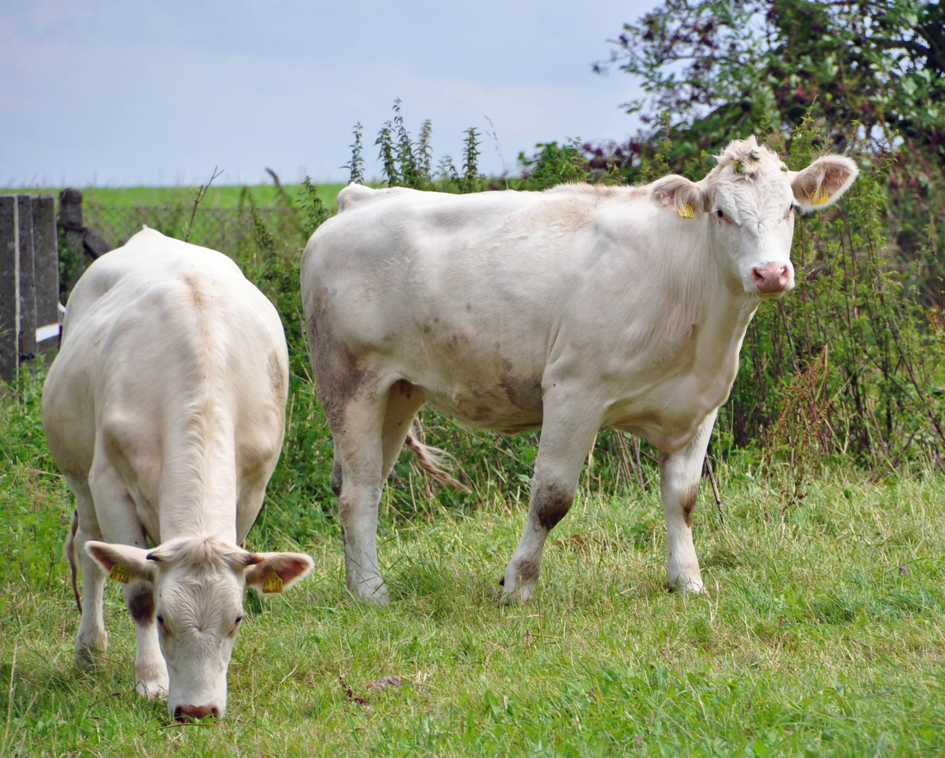 Tierisches Material: Leder