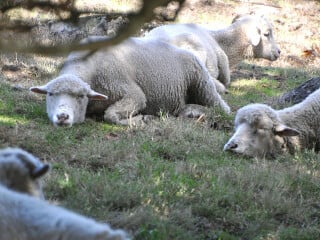 Schafe auf einer schattigen Wiese zur Mittagszeit