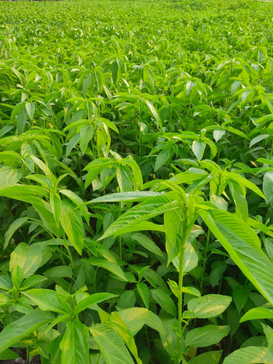 Corchorus-Pflanzen in Westbengalen