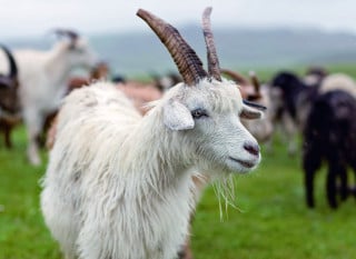 Kaschmirziege in der Mongolei