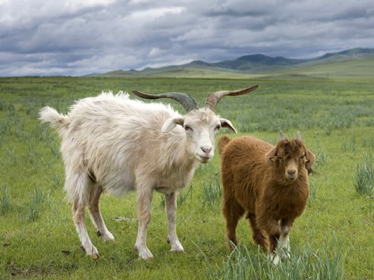 Kaschmirziegen in der Mongolei