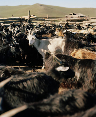 EIne Herde Kaschmirziegen in der Mongolei