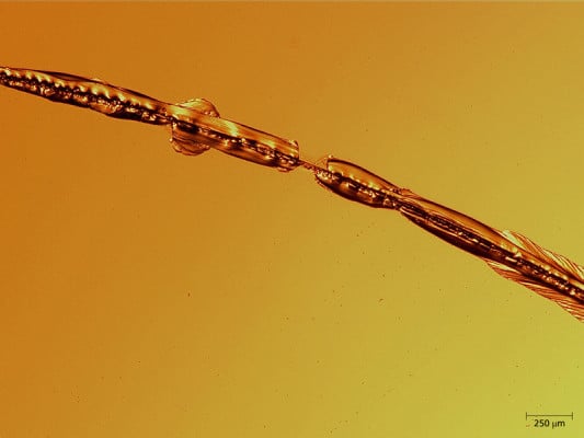 Mikroskopische Aufnahme eines Oberflächendefektes auf ESG