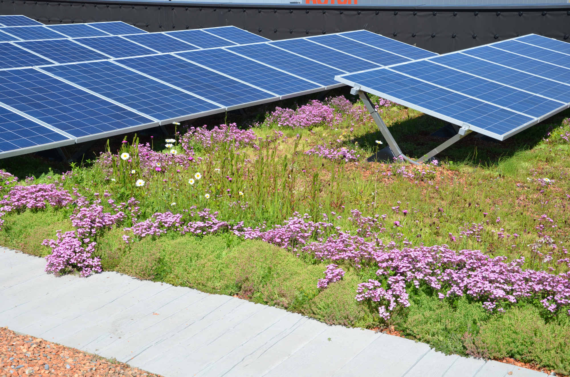 Bei der Kombination Dachbegrünung und Photovoltaik ist darauf zu achten, dass die Solarpaneele nicht verschattet werden.