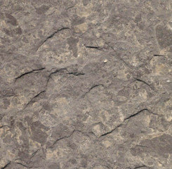 Naturgespaltener Jura-Ölschiefer aus Holzmaden