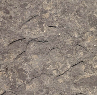 Naturgespaltener Jura-Ölschiefer aus Holzmaden
