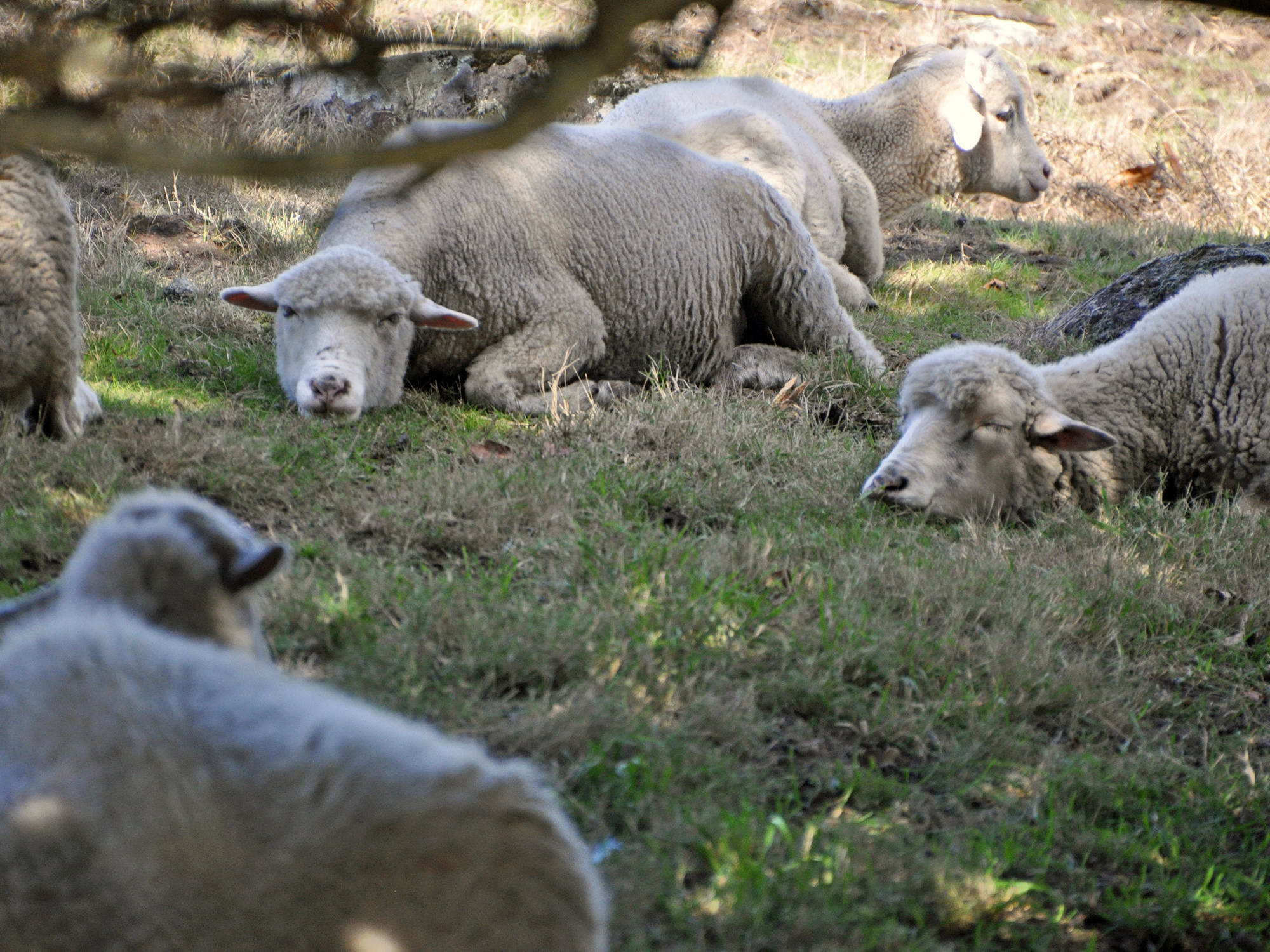 Zu den organischen, natürlichen Dämmstoffen gehört auch Schafwolle. Damit die Tiere im Winter nicht frieren, sollten sie zwischen Mitte Mai und Ende Juni geschoren werden.