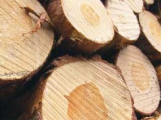 Wandbaustoffe: Holz
